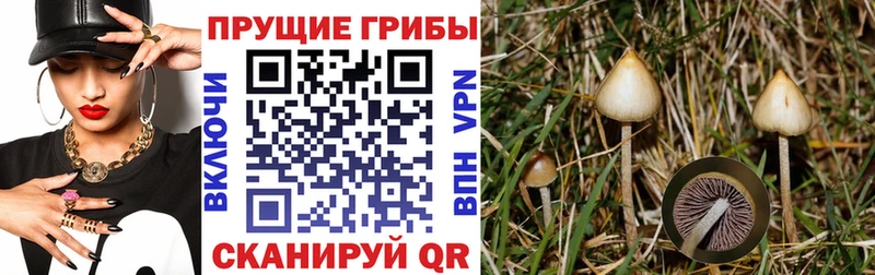 Псилоцибиновые грибы мицелий  Далматово 